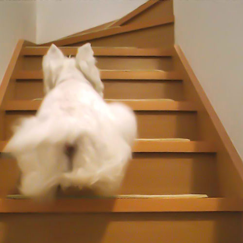 ペットが過ごしやすい階段